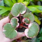 Saxifraga stolonifera tricolor – Decorative indoor plant | JungleBox