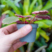 Saxifraga stolonifera tricolor – Decorative indoor plant | JungleBox