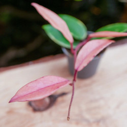 Hoya carnosa tricolor flamingo dream