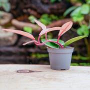 Hoya carnosa tricolor flamingo dream