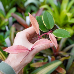 Hoya carnosa tricolor flamingo dream