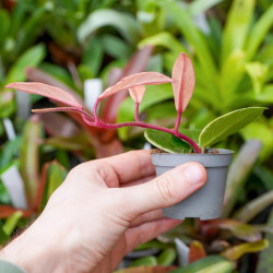 Hoya carnosa tricolor flamingo dream