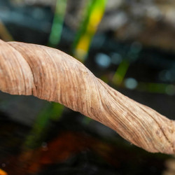 Liane naturelle Bornéo 60 cm (3-4 cm de diamètre)