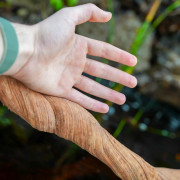 Ces lianes naturelles sont idéales pour décorer votre terrarium.