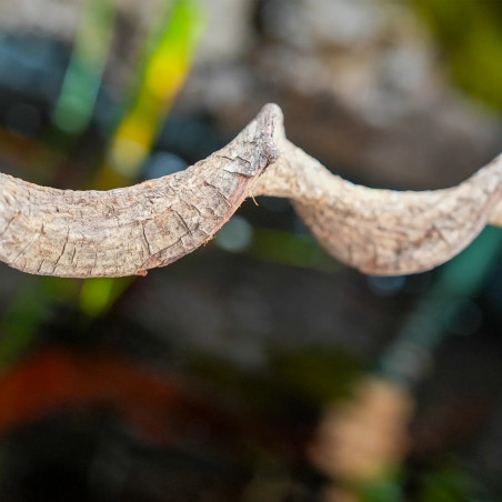 Premium Vine Sambawa Small 40 cm (2-3 cm)