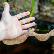 Premium Vine Sambawa Small 40 cm (2-3 cm)