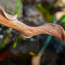 Liane Sumatra 60 cm (2/3 cm) – Décor naturel pour terrarium | JungleBox