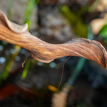 Sumatra Vine 60 cm (2-3 cm) – Natural decor