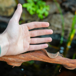 Sumatra Vine 60 cm (2-3 cm) – Natural decor