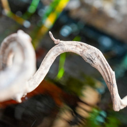 Liane sumatra 2/3 cm en 60 cm