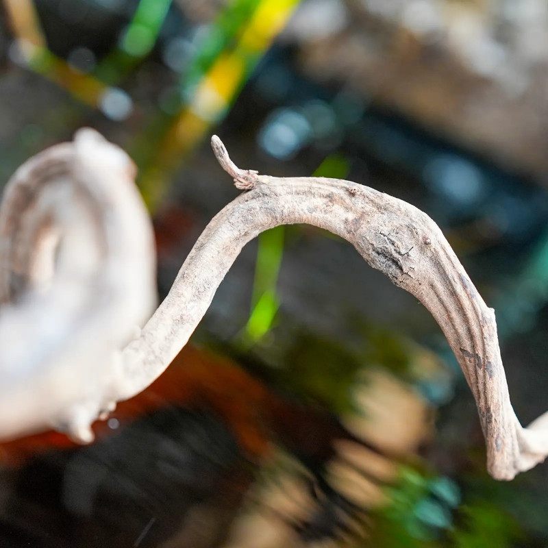 Sumatra Vine 60 cm (2/3 cm) – Natural decor