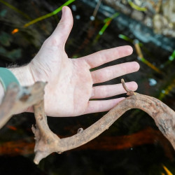 Sumatra Vine 60 cm (2/3 cm) – Natural decor