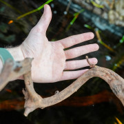 Sumatra Vine 60 cm (2/3 cm) – Natural decor