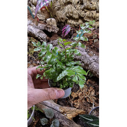 fougère pour terrariums