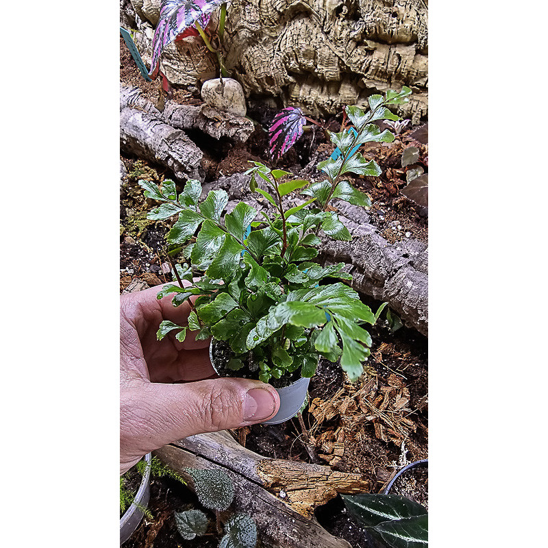 fougère pour terrariums