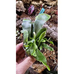Fern-Asplenium nidus