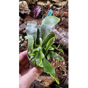 Fern-Asplenium nidus