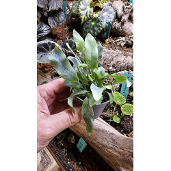 Phlebodium Blue Star indoor plant blue fern care and substrate | JungleBox