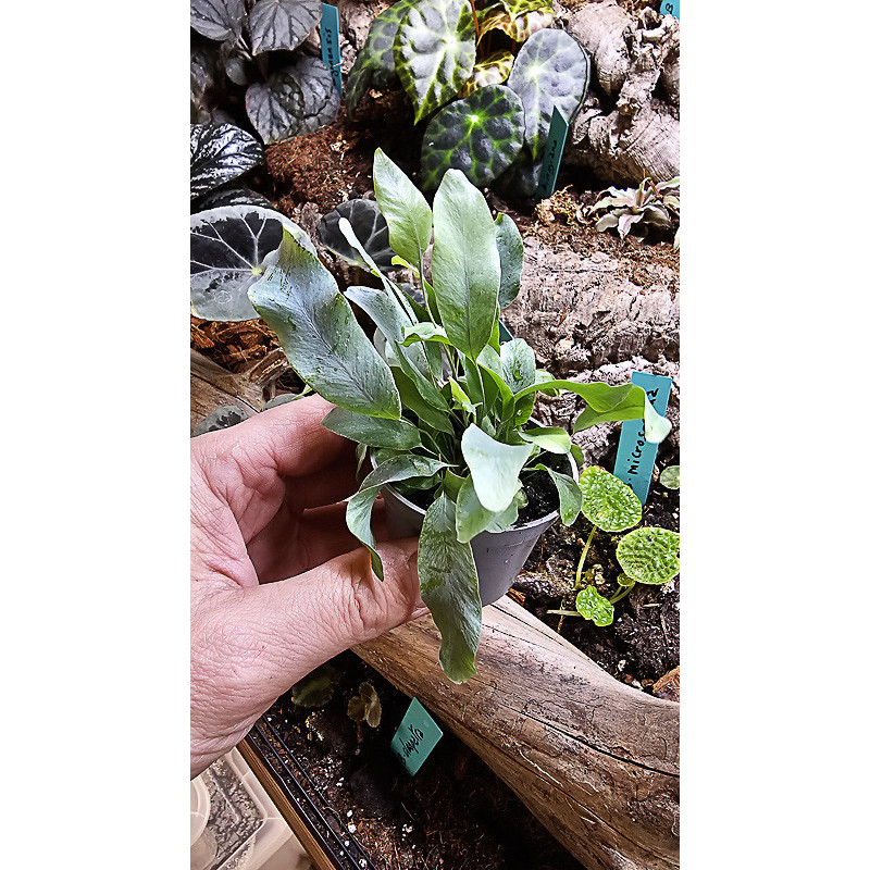 Phlebodium Blue Star indoor plant blue fern care and substrate | JungleBox