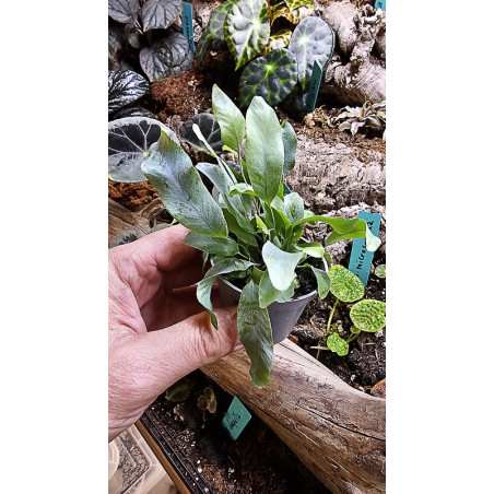 Phlebodium Blue Star indoor plant blue fern care and substrate | JungleBox