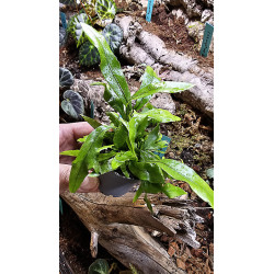 Fern-Microsorum pteropus