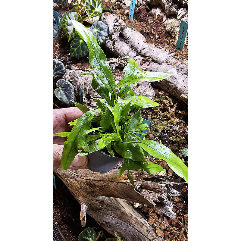 Fern-Microsorum pteropus