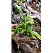 Fougère-Microsorum pteropus