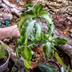 Pteris cretica Albolineata M