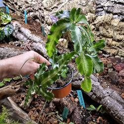 Pteris cretica Albolineata fougère