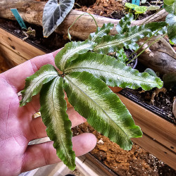 Pteris cretica Albolineata M