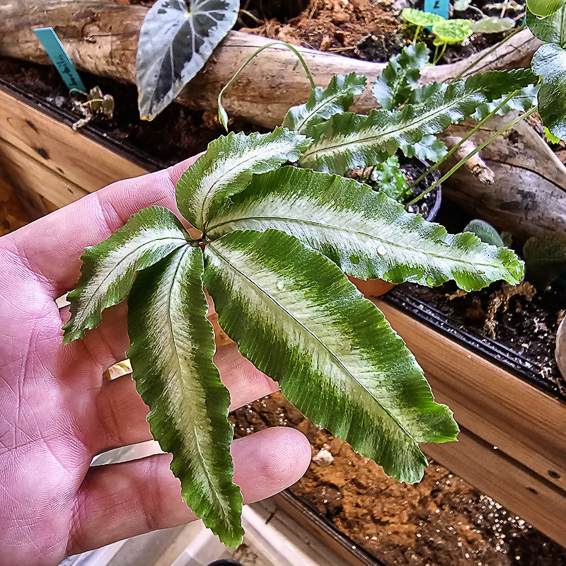 Pteris cretica 'Albolineata'