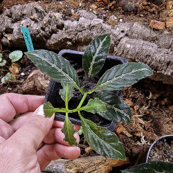 Ruellia makoyana closon