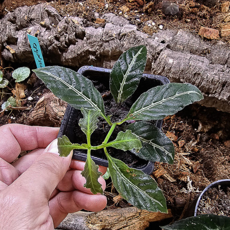 Ruellia makoyana closon