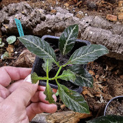 Ruellia makoyana closon