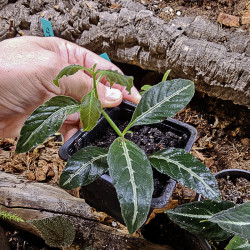 Ruellia makoyana closon