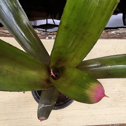 neoregelia spectabilis