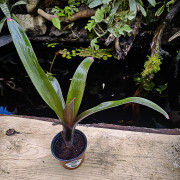 neoregelia spectabilis