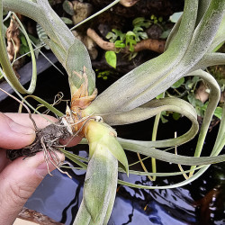 Tillandsia balbisiana – Plante aérienne décorative sans terre | JungleBox