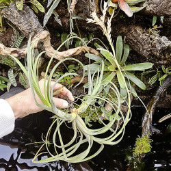 Tillandsia balbisiana – Plante aérienne décorative sans terre | JungleBox