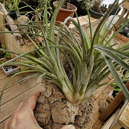 Tillandsia nidus sur liège