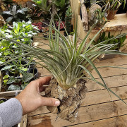 Tillandsia nidus sur liège