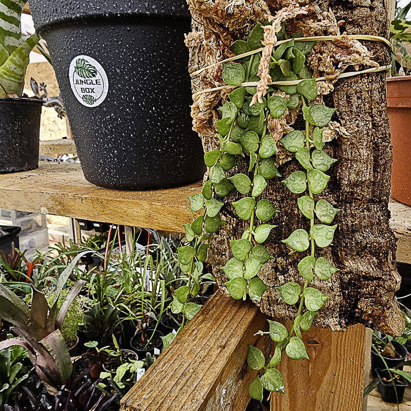 Dischidia ruscifolia sur liège