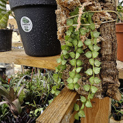 Dischidia ruscifolia sur liège