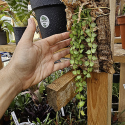 Dischidia ruscifolia sur liège