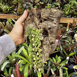 Dischidia ruscifolia sur liège