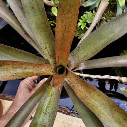 Neoregelia amaranda avec son rejet