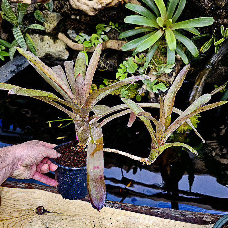 Neoregelia amaranda avec son rejet