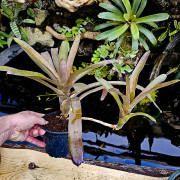 Neoregelia amaranda avec son rejet