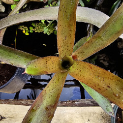 Neoregelia amaranda avec son rejet