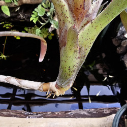 Neoregelia amaranda avec son rejet